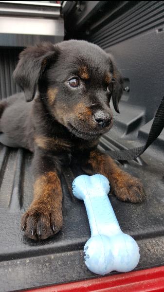 Black and tan puppy with a big blue bone