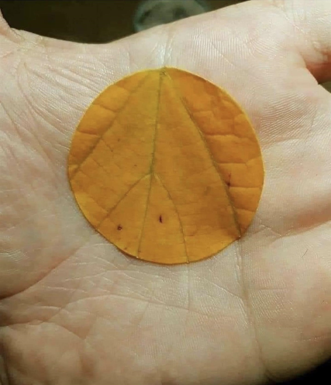 Handleaf