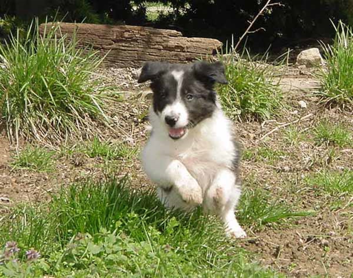 Animal Gallery - Lost and Found Pets | Broken Hill City Council Animal Gallery - Lost and Found Pets | Broken Hill City Council