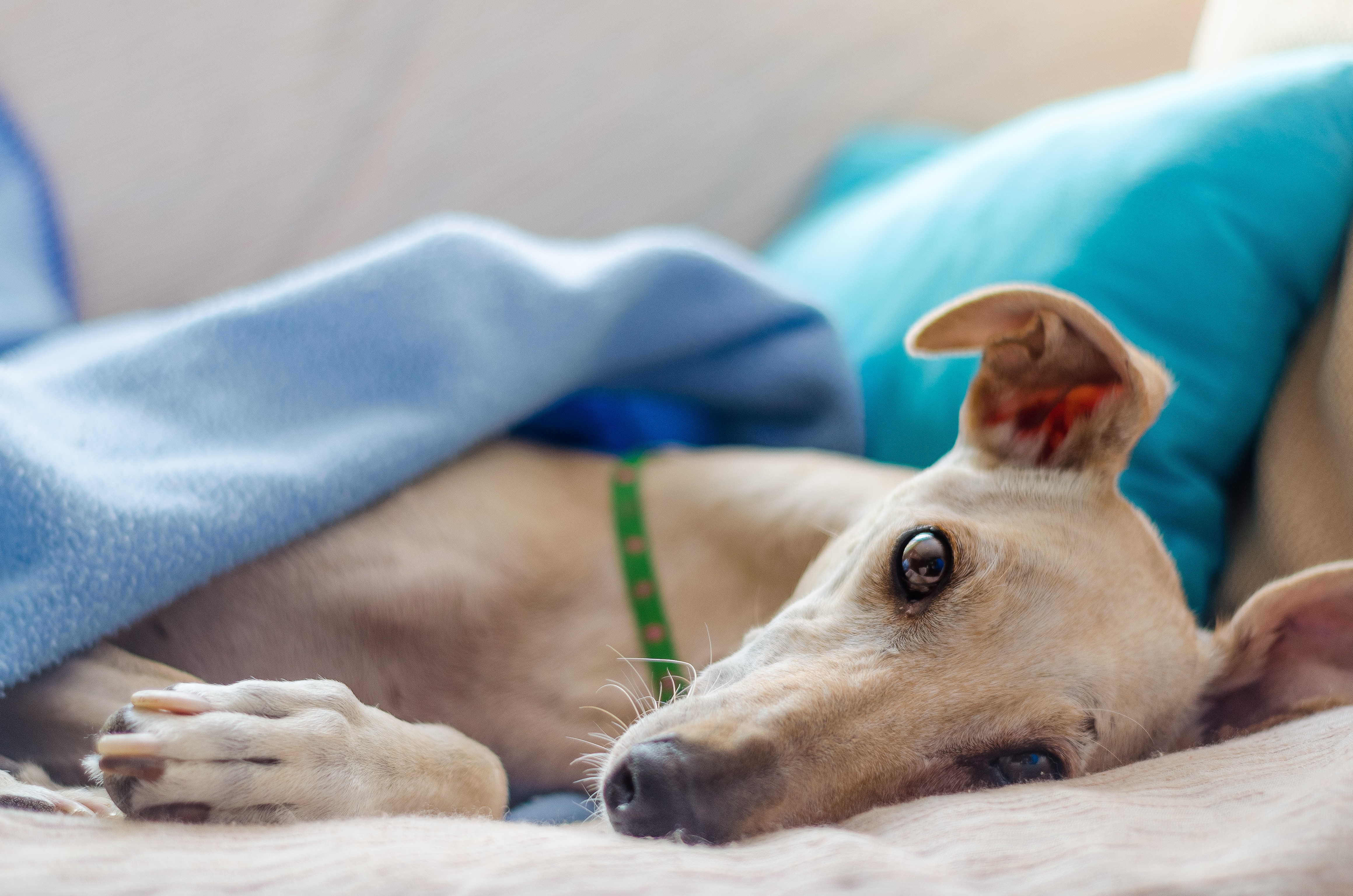 greyhound under a blanket looking at camera