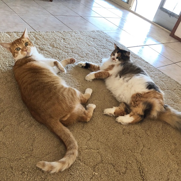 Two cats lying on a rug on a tiled floor