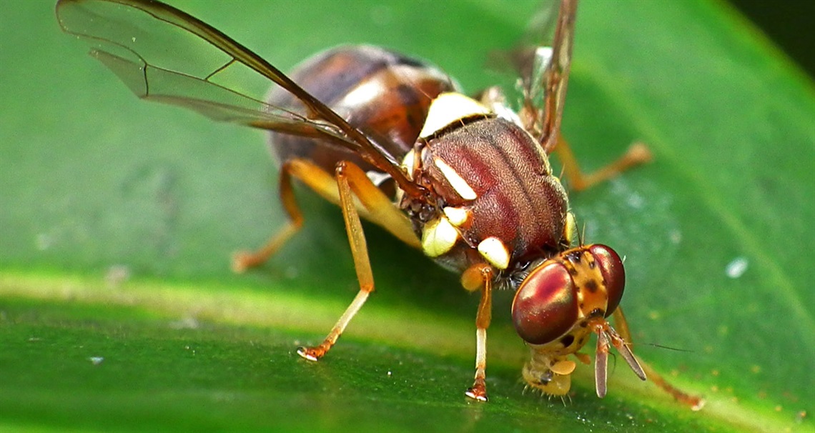 fruitfly2.jpg