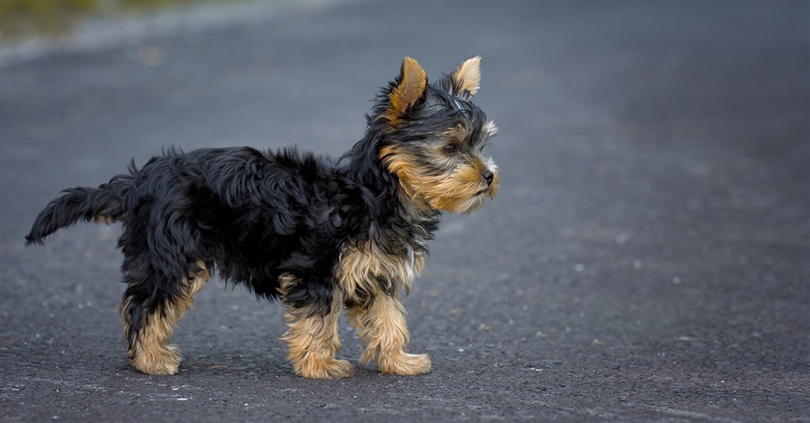 A small young dog standing on the road