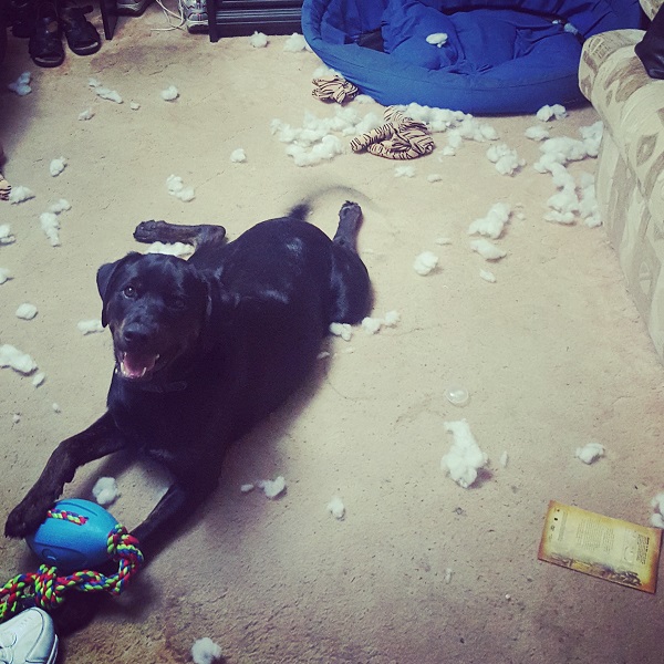 black dog lying on carpet with destroyed toys