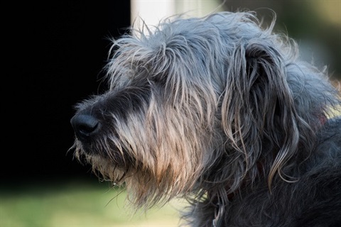 face of a grey shaggy dog