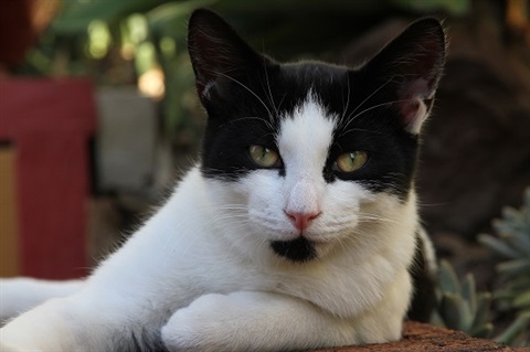 black & white cat looking at the camera