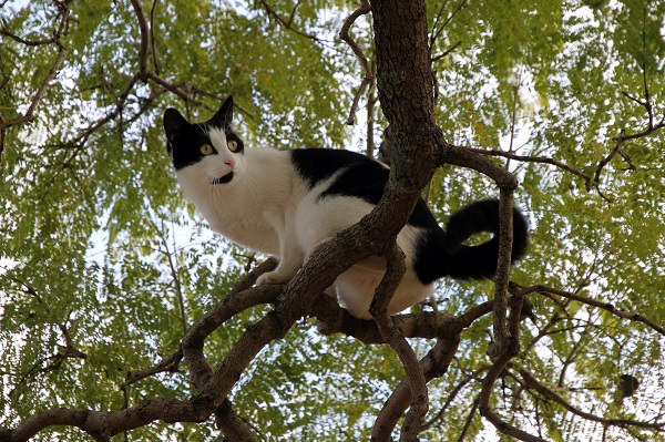 black & white cat in a tree