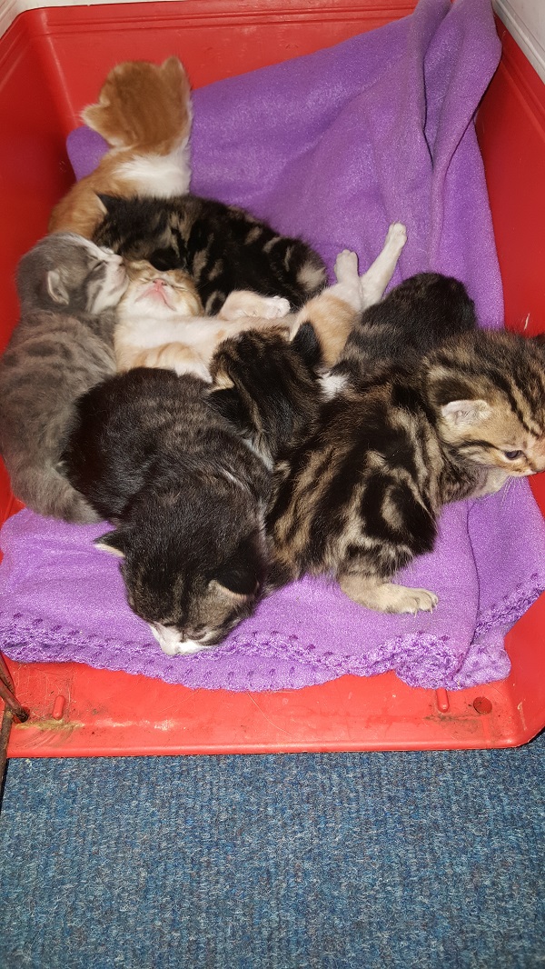 litter of young kittens
