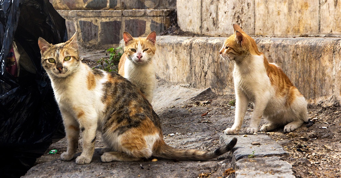 straycats.jpg