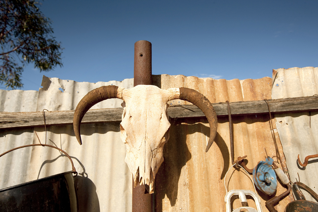 Skull on Fence