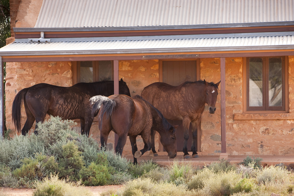 Silverton Horses