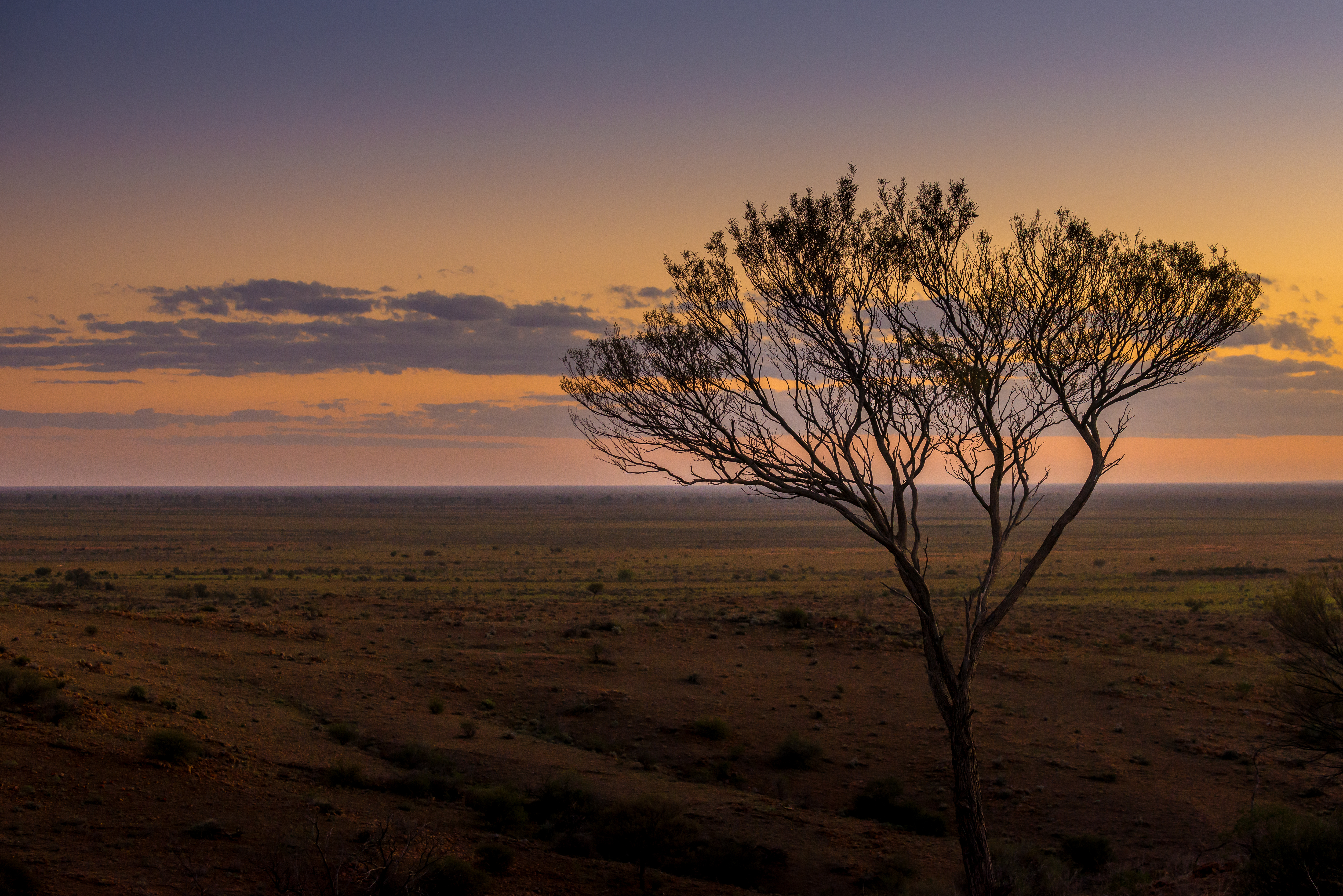 Silverton_tree_at_dusk