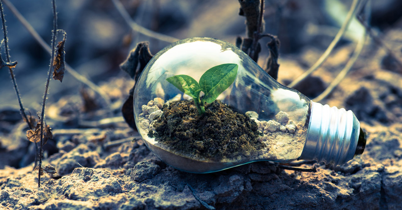 A small plant growing inside a light bulb