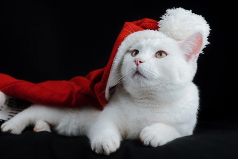 Cat wearing Christmas hat