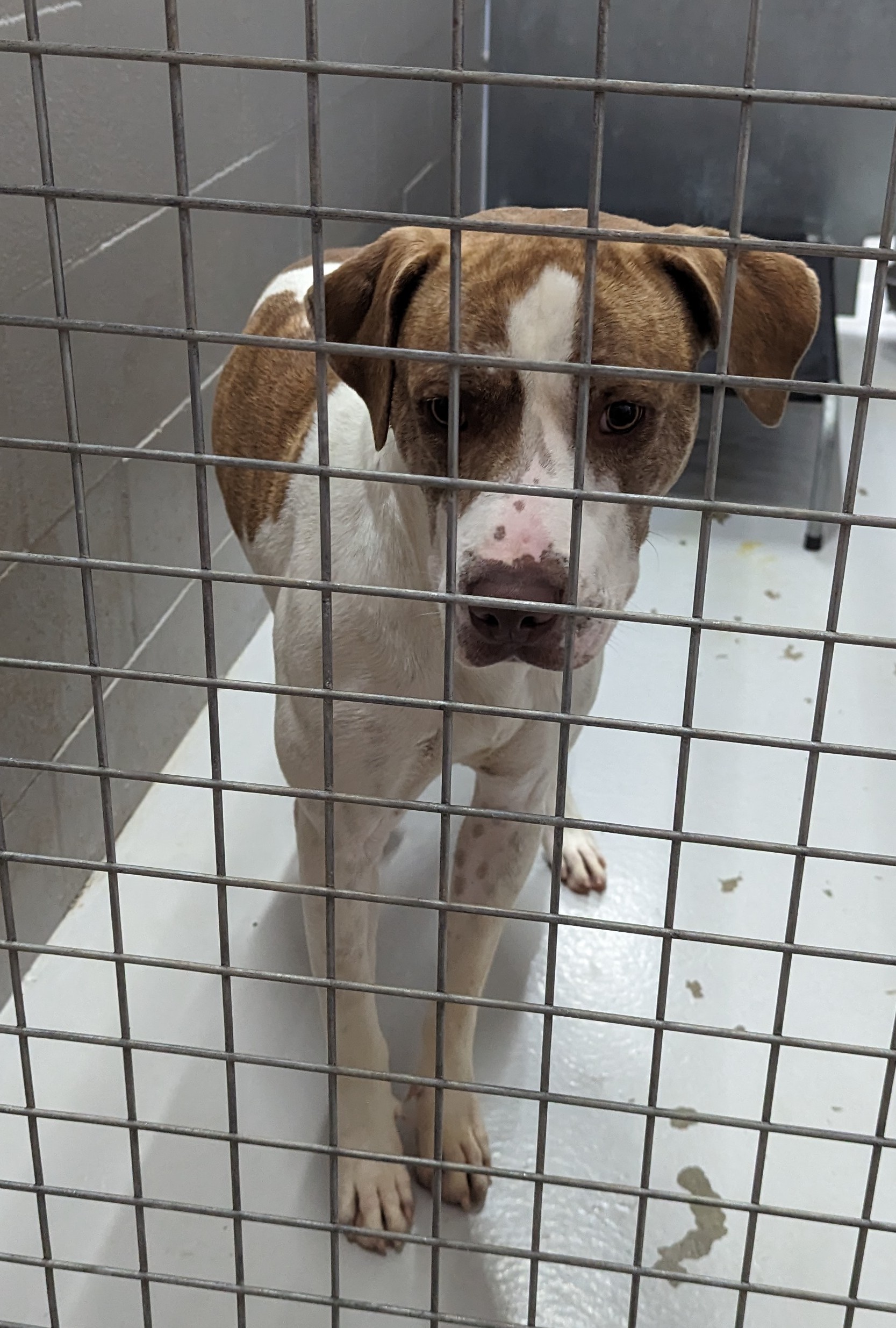 Animal Gallery - Lost and Found Pets | Broken Hill City Council Animal Gallery - Lost and Found Pets | Broken Hill City Council