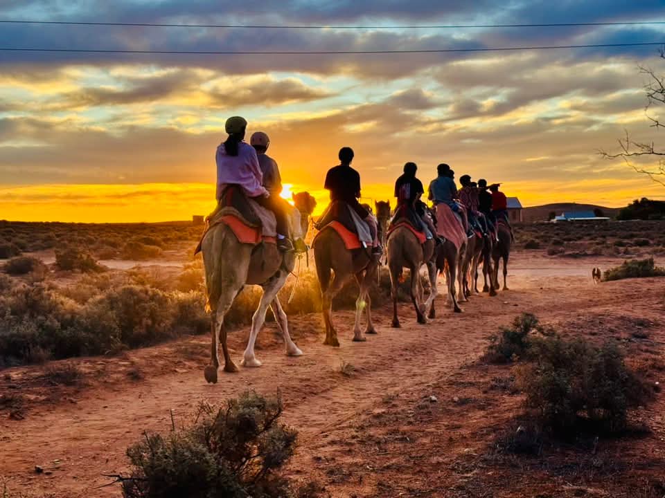 Line of camels with riders in the outback at sunset