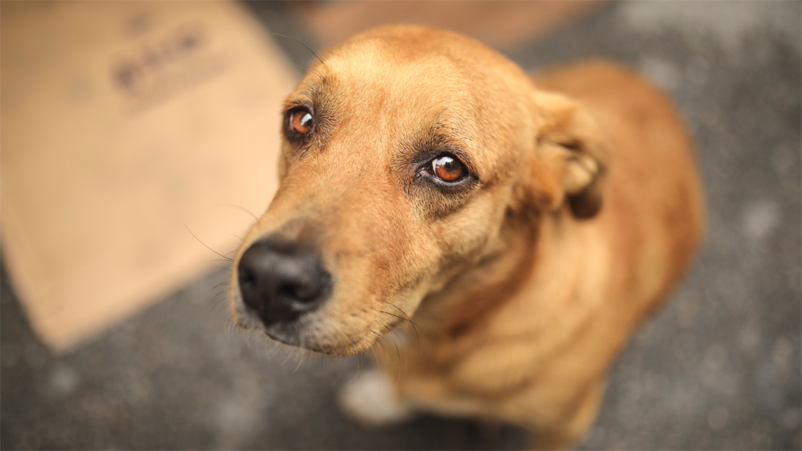 image of brown dog with sad eyes looking at camera