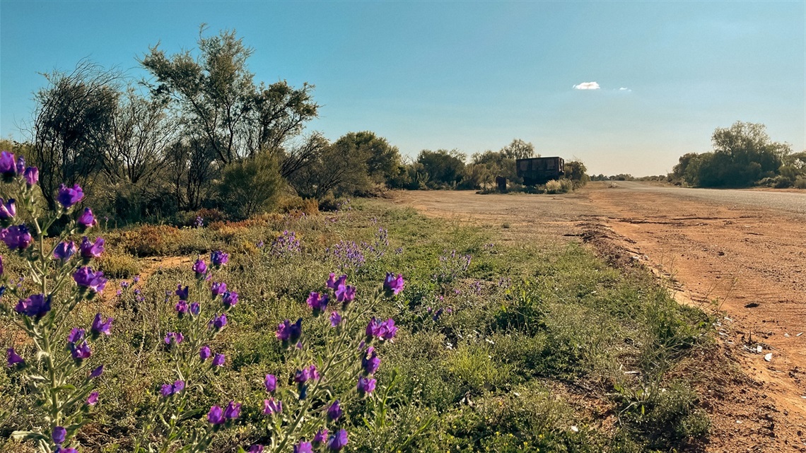Landscape Image showing the arid landscape, with old train carriage and purple flowers in view.