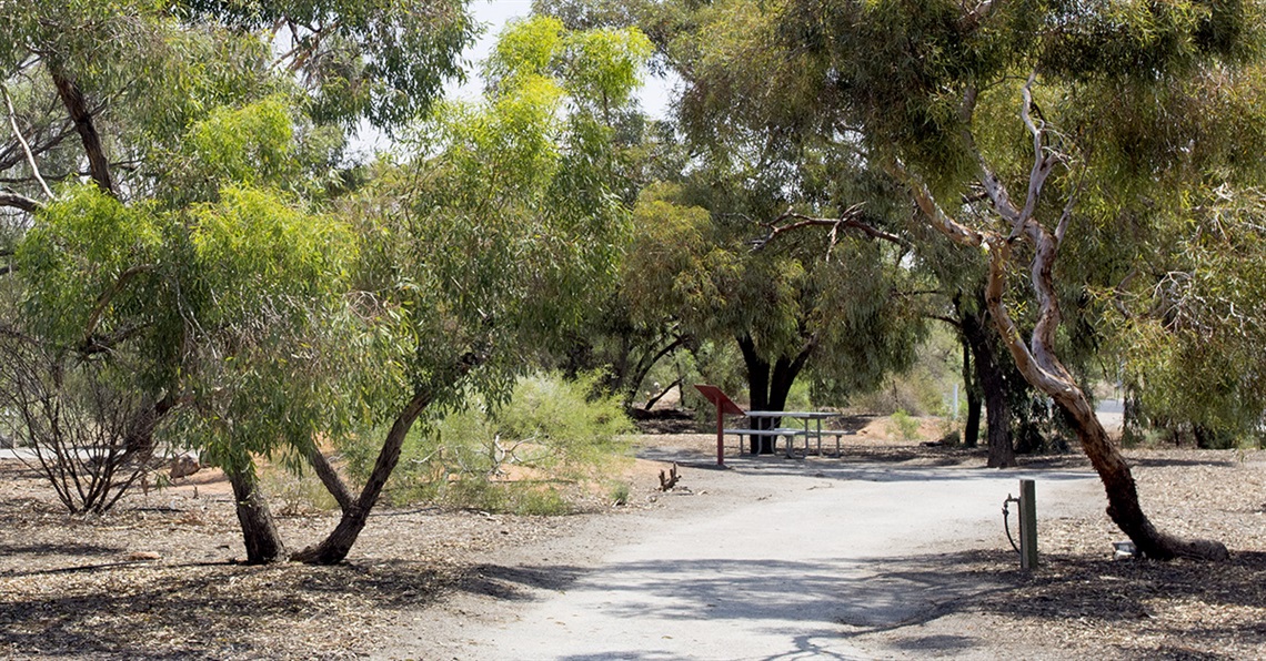 A path winds through the Riddiford Arboretum